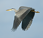 BB 07 0131 / Ardea cinerea / Gråhegre